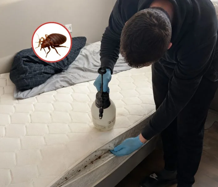 Technicien traitant un matelas contre les punaises de lit à Mortcerf